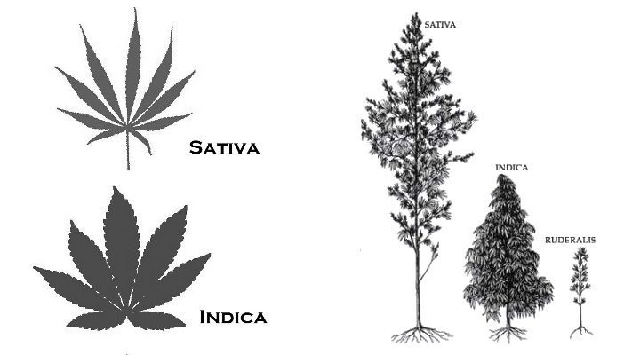 Cannabis Indica vs Cannabis Sativa