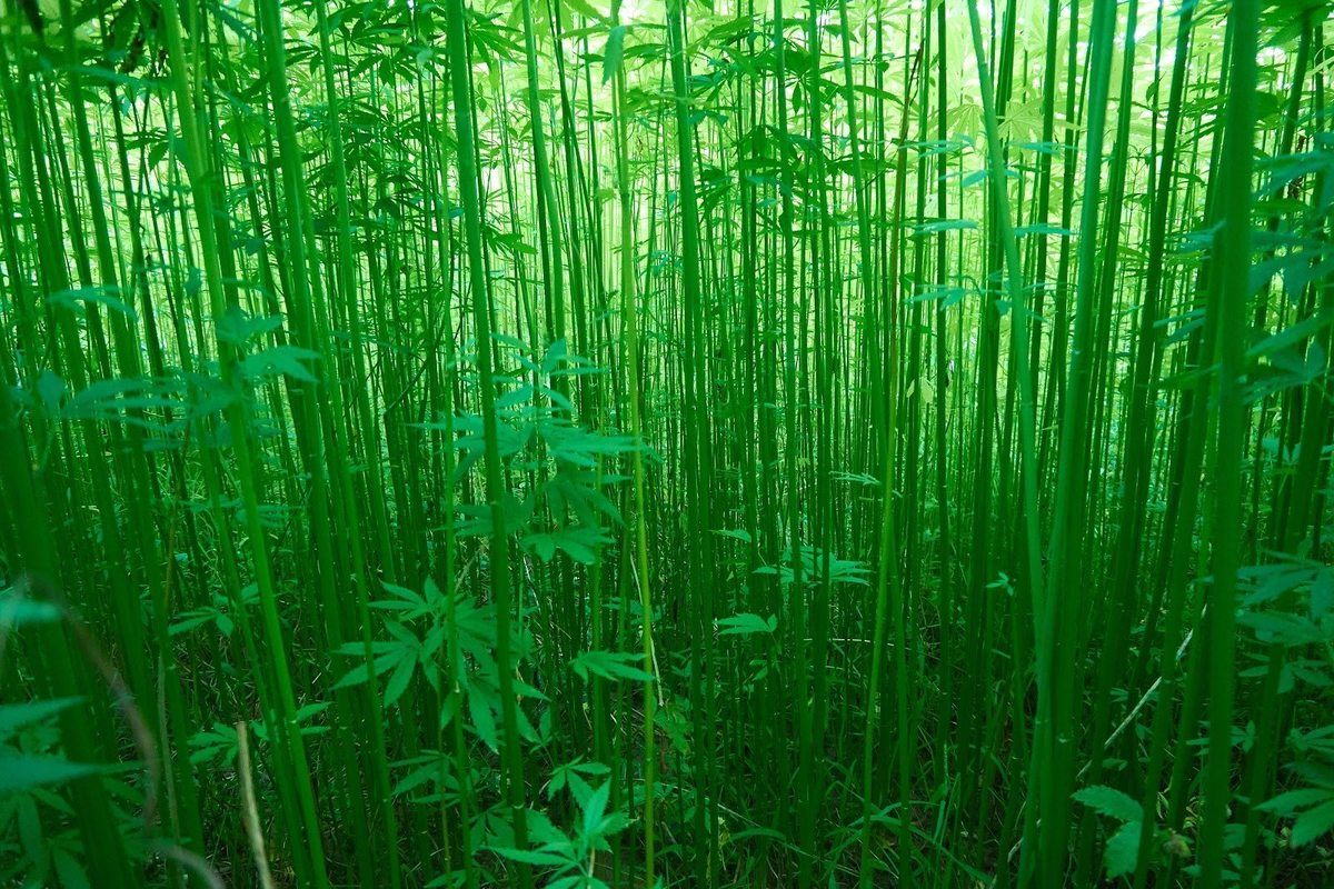 A dense field of green bamboo-like industrial hemp stalks grows tall in the summer sunshine. Industrial hemp can be harvested for thousands of uses including hemp fabric.