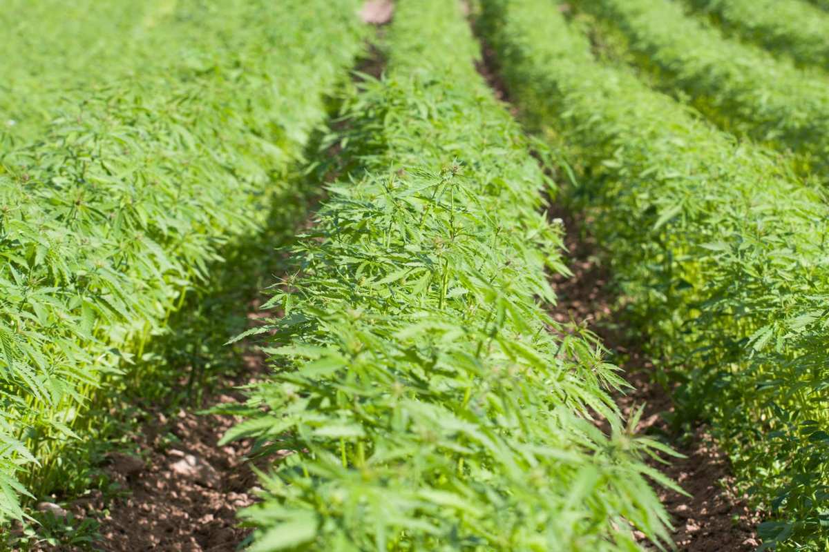Industrial hemp grows in long, tightly packed rows on a farm. While there are large-scale uses for hemp, many smaller farms also grow hemp.