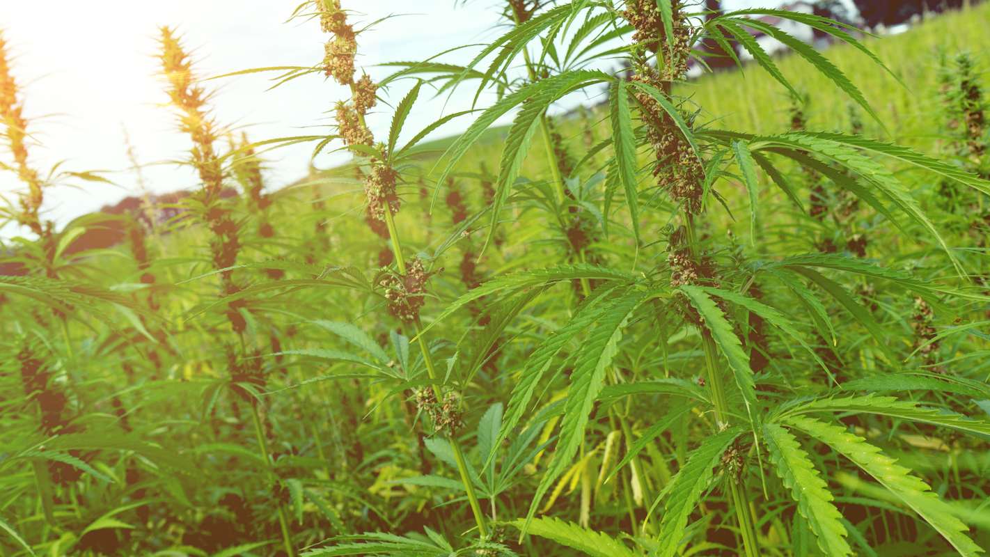 Under state hemp programs, thousands of acres of hemp are planted in America and more each year. Hemp plants grow tall and leafy in a densely packed field.