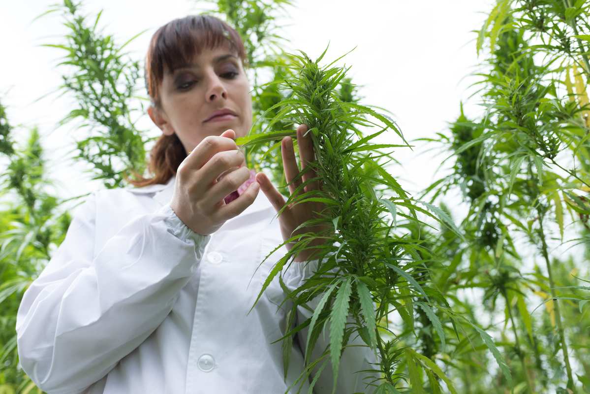 A researcher studies a hemp plant in a field. Hemp and cannabis contain numerous other cannabinoids beyond THC & CBD, the two most well-known natural compounds.