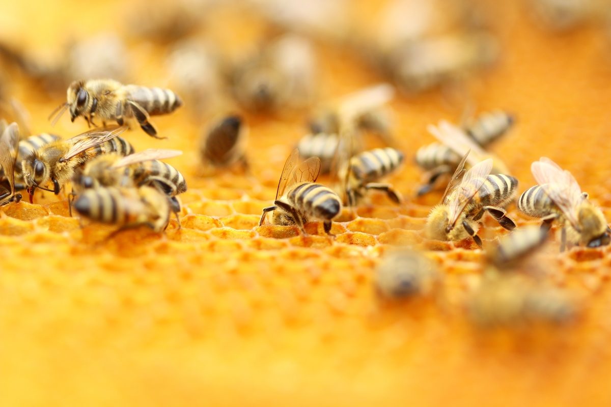 A close up photo of bees crawling on honeycomb. New research suggests bees love hemp, and hemp could be part of sustaining this vital creatures.