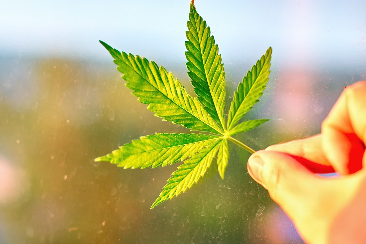 A hand holding a hemp leaf. Growing hemp in the UK was illegal from 1928 to 1993, and many legal barriers remain.