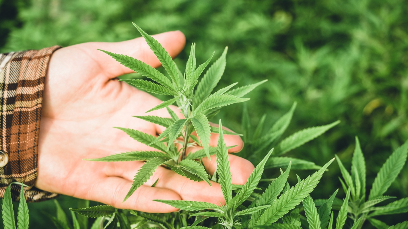 A hand holds the top of an industrial hemp plant in a dense hemp field for closer examination. In Ministry Of Hemp Podcast episode 1, host Matt Baum is learning about hemp and CBD and you can learn along with him.