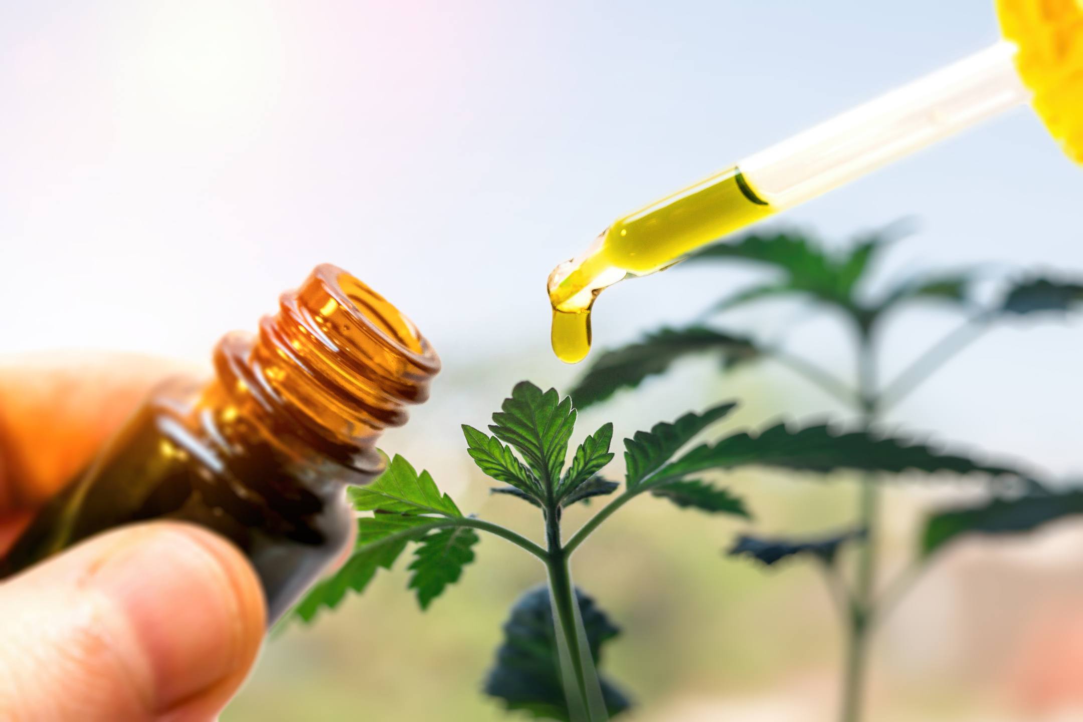 Numerous factors contribute to the high cost of CBD, including legal expenses, third-party lab testing, extraction, and more. Photo: Hands holding a brown glass bottle of CBD oil, and a dropper with a drop of CBD dripping out, against a background of green hemp plants.