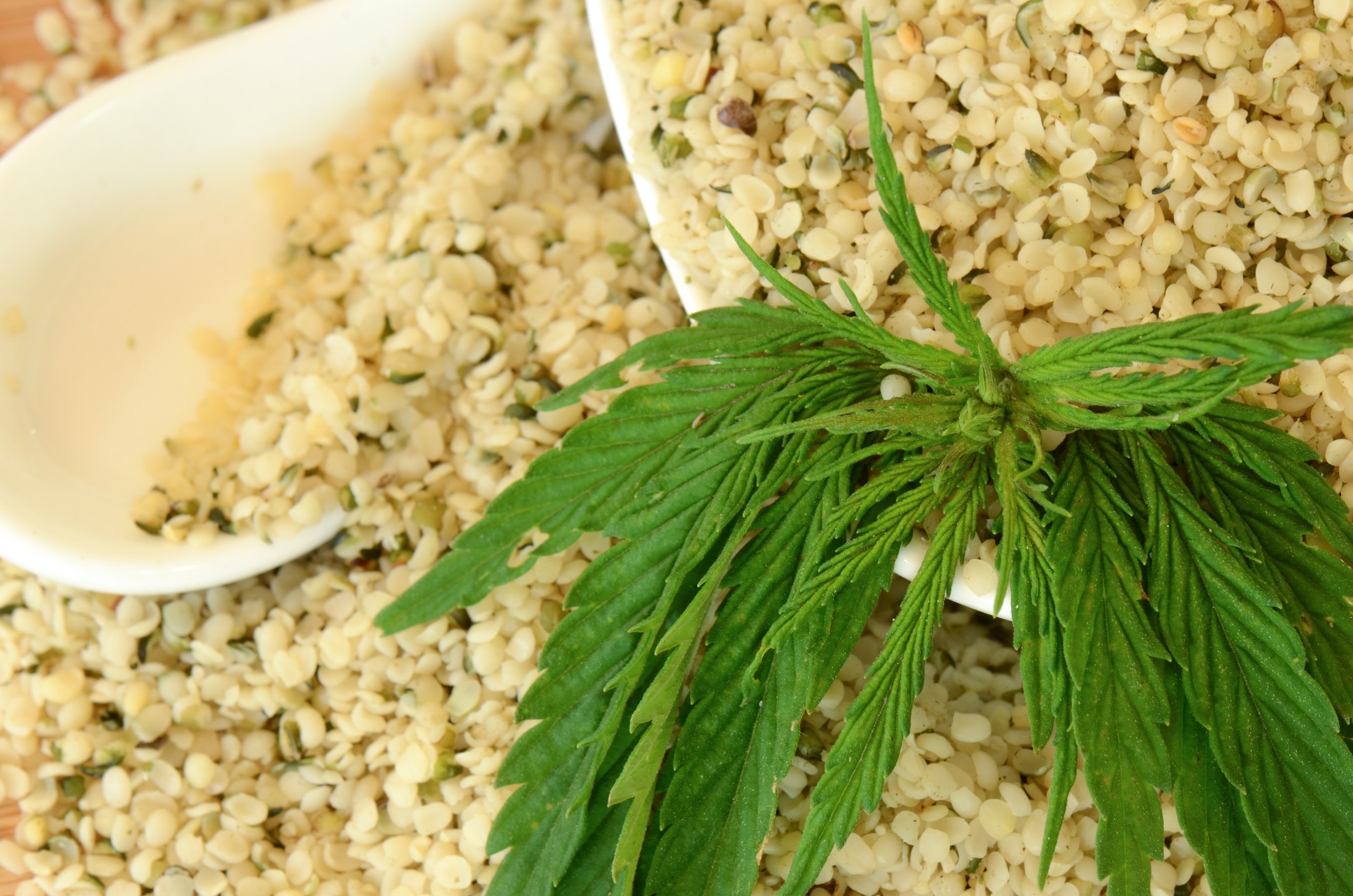 In the Ministry of Hemp Podcast episode 2, we look at the benefits of hemp food and drink. A bowl of hemp hearts with a large spoon in it, topped with hemp leaves.