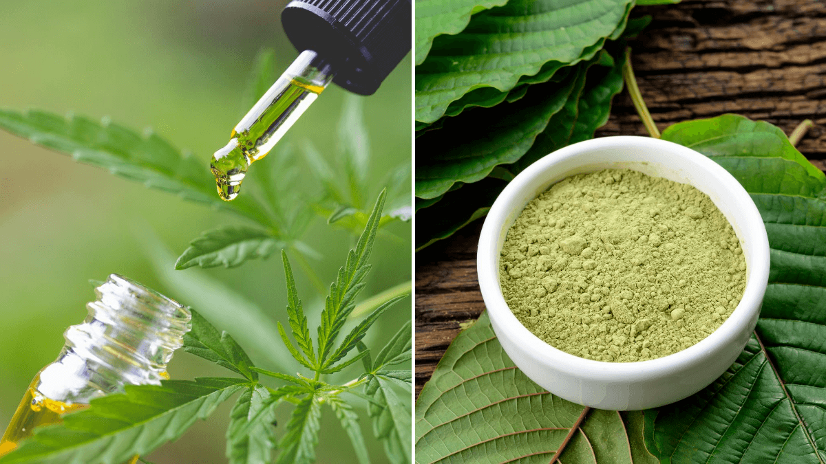 Photo: A composite image comparing CBD vs. Kratom, with a CBD oil bottle and dropper among hemp leaves to the left, and a bowl of powdered kratom and kratom leaves on the right.