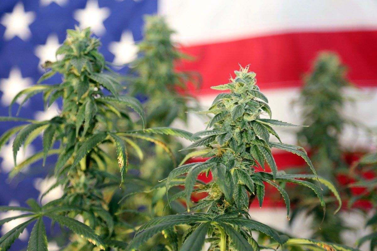 Jen Hobbs' new book "American Hemp" makes the case for our favorite plant and its countless benefits.Photo: An American flag with hemp leaves in front of it.